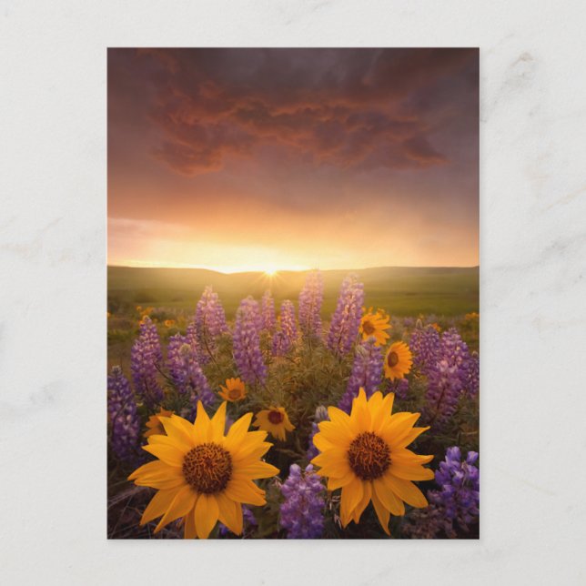 Sunset Daisies Postkarte (Vorderseite)