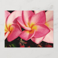 Sunset Hawaiian Plumeria Frangipani Trio