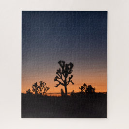 Sunset Joshua Trees