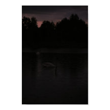 Sunset Lake Rain Schwanenwälder Landschaft