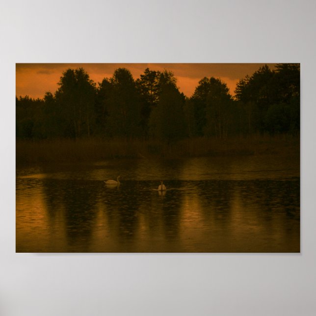 Sunset Lake Rain Schwanenwälder Landschaft Poster (Vorne)