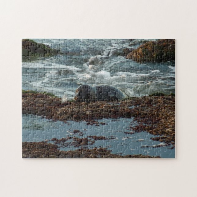 Sunset Lit Harbour Siegel I in San Diego (Horizontal)