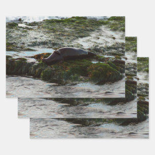 Sunset Lit Harbour Siegel II in San Diego Geschenkpapier Set