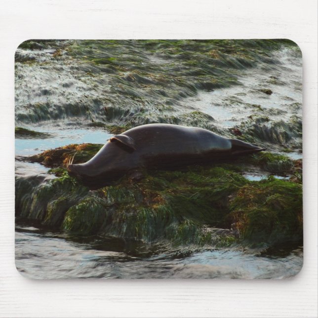 Sunset Lit Harbour Siegel II in San Diego Mousepad (Vorne)
