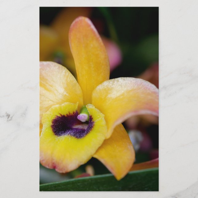 Sunset Orchid Briefpapier (Vorderseite)