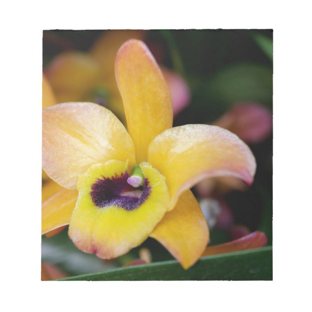 Sunset Orchid Notizblock (Vorderseite)