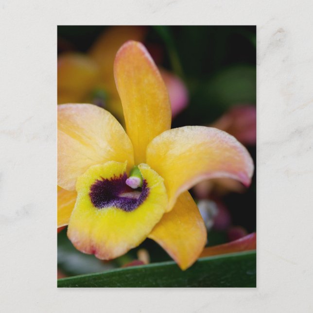 Sunset Orchid Postkarte (Vorderseite)