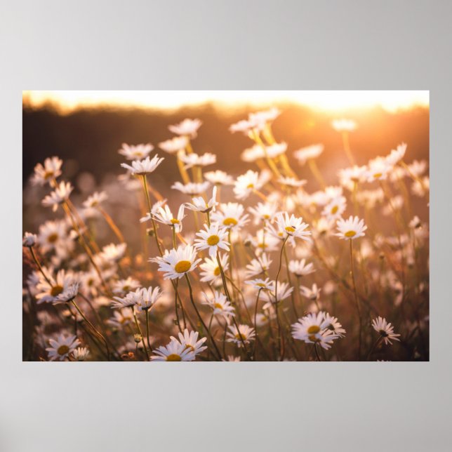 Sunset Oxeye Daisies Poster (Vorne)