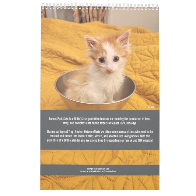 Sunset Park Katzen | 2026 Kalender | Kätzchen (Rückseite)