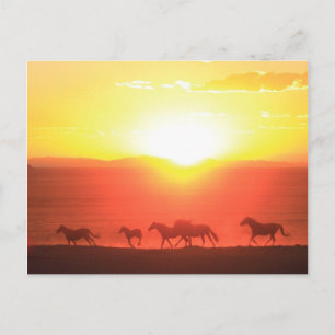 Sunset Run Postkarte
