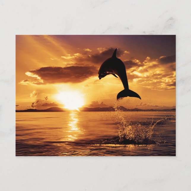 Sunset-Sprung Postkarte (Vorderseite)