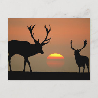 Sunset Stags Postkarte
