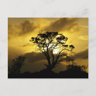 Sunset Tree Postkarte