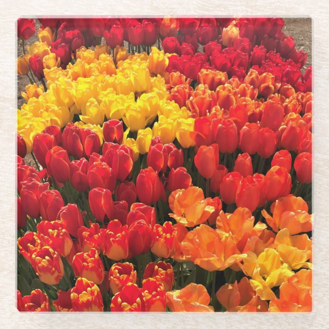 Sunset Tulip Garden Bed. Oregon Glasuntersetzer (Vorderseite)