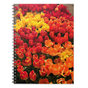 Sunset Tulip Garden Bed. Oregon Notizblock