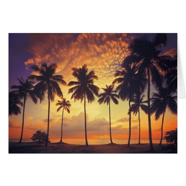 Sunsetpalm (Vorderseite (Horizontal))