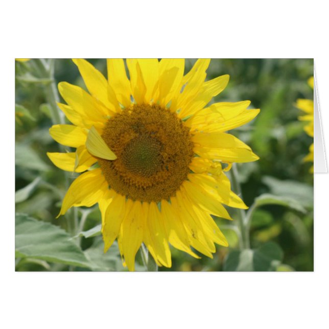 Sunshine (Vorderseite (Horizontal))