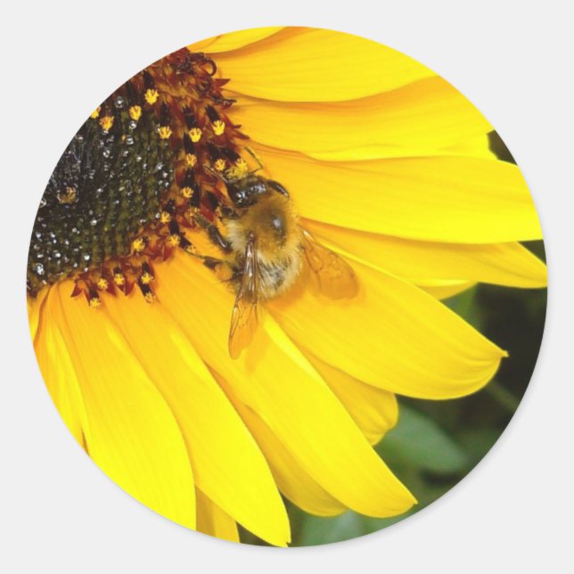 SUNSHINE 4U Stickers (Vorderseite)