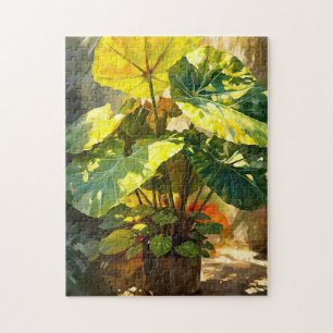 Sunshine Alocasia Pflanze