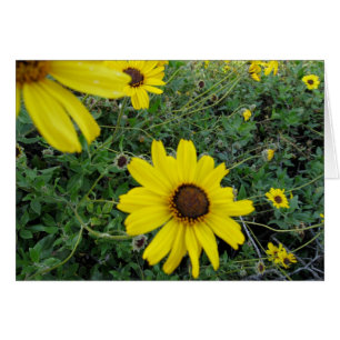 Sunshine Blume