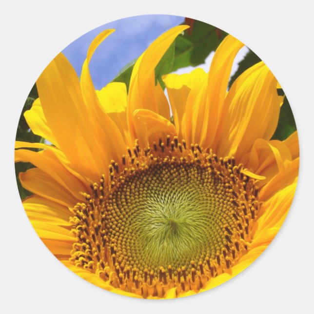 SUNSHINE SUNFLOWER Stickers (Vorderseite)