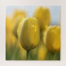 Sunshine tulips