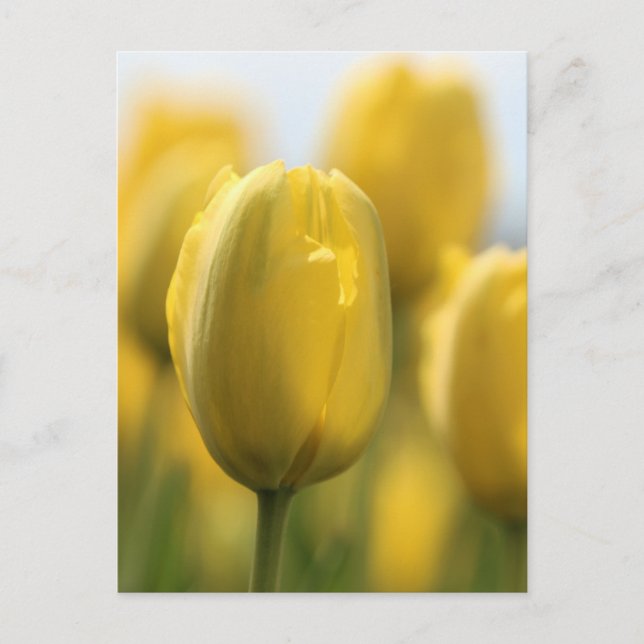 Sunshine tulips postkarte (Vorderseite)