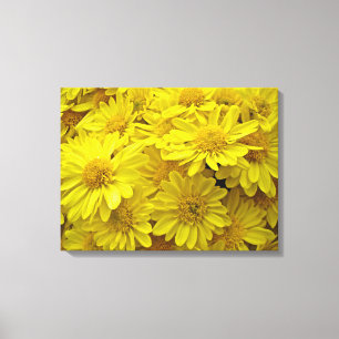 Sunshine Yellow Chrysanthema Leinwanddruck