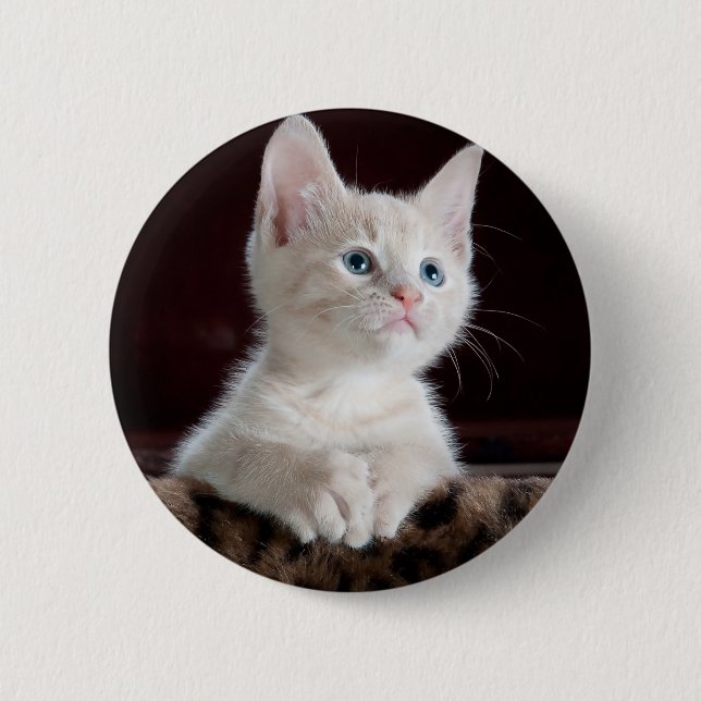 Super Cute White Kitten Button (Vorderseite)