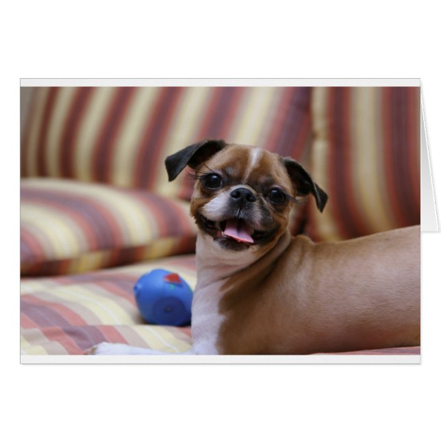 Super mignon chien avec sa balle préférée (Devant horizontal)