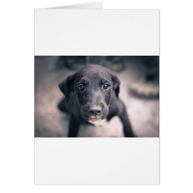 Super mignon Chien Chien Chien (Devant)