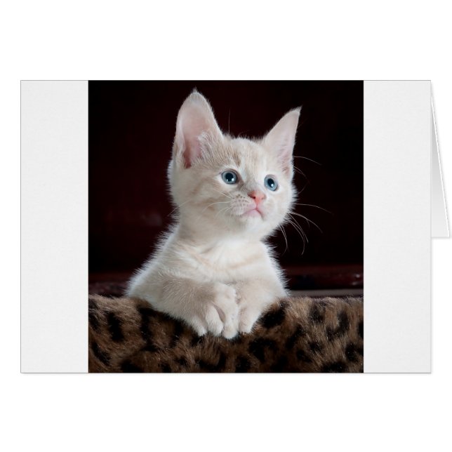 Super mignon Kitten blanc (Devant horizontal)