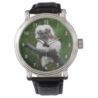 Super Niedlich Cotton Top Tamarin Primat