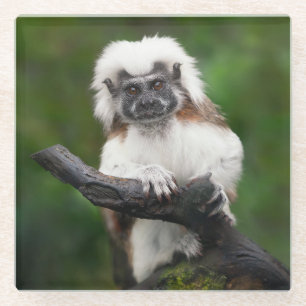Super Niedlich Cotton Top Tamarin Primat Glasuntersetzer