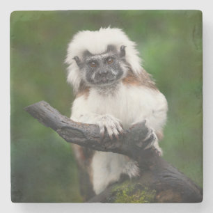 Super Niedlich Cotton Top Tamarin Primat Steinuntersetzer