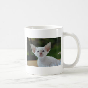 Super Niedlich Siamese Kitten Kaffeetasse