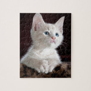 Super Niedlich White Kitten