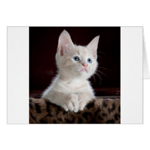 Super Niedlich White Kitten