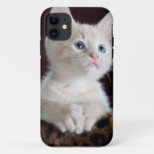Super Niedlich White Kitten title_seo2