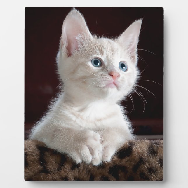 Super Niedlich White Kitten Fotoplatte (Vorderseite)
