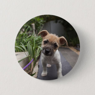 Super Niedliche Grenz Terrier Welpe Button