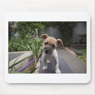 Super Niedliche Grenz Terrier Welpe Mousepad