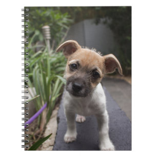 Super Niedliche Grenz Terrier Welpe Notizblock