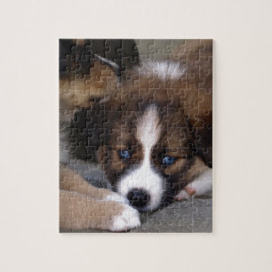 Super Niedlicher Australian Shepherd Puppy