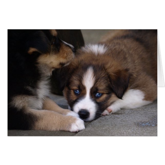 Super Niedlicher Australian Shepherd Puppy (Vorderseite (Horizontal))