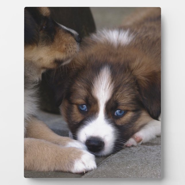 Super Niedlicher Australian Shepherd Puppy Fotoplatte (Vorderseite)