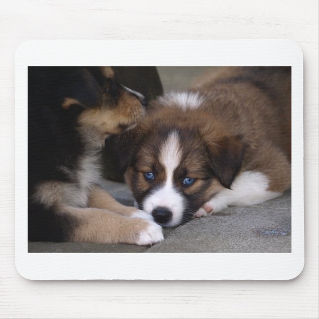 Super Niedlicher Australian Shepherd Puppy Mousepad (Vorne)
