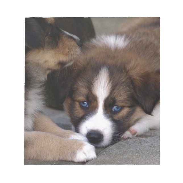 Super Niedlicher Australian Shepherd Puppy Notizblock (Vorderseite)