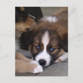 Super Niedlicher Australian Shepherd Puppy Postkarte