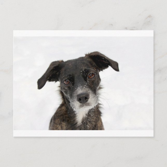 Super Niedlicher Hund im Schnee. Postkarte (Vorderseite)